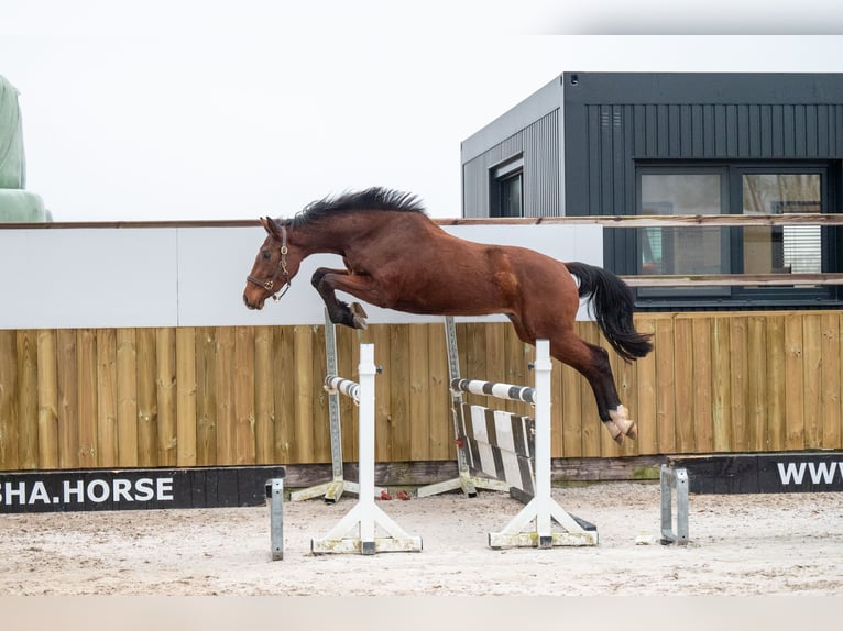 Belgijski koń gorącokrwisty Ogier 3 lat 163 cm Gniada in Bocholt