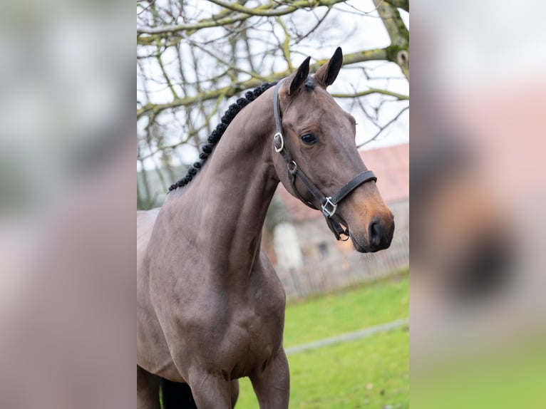 Belgijski koń gorącokrwisty Ogier 3 lat 164 cm Ciemnogniada in Wijchmaal