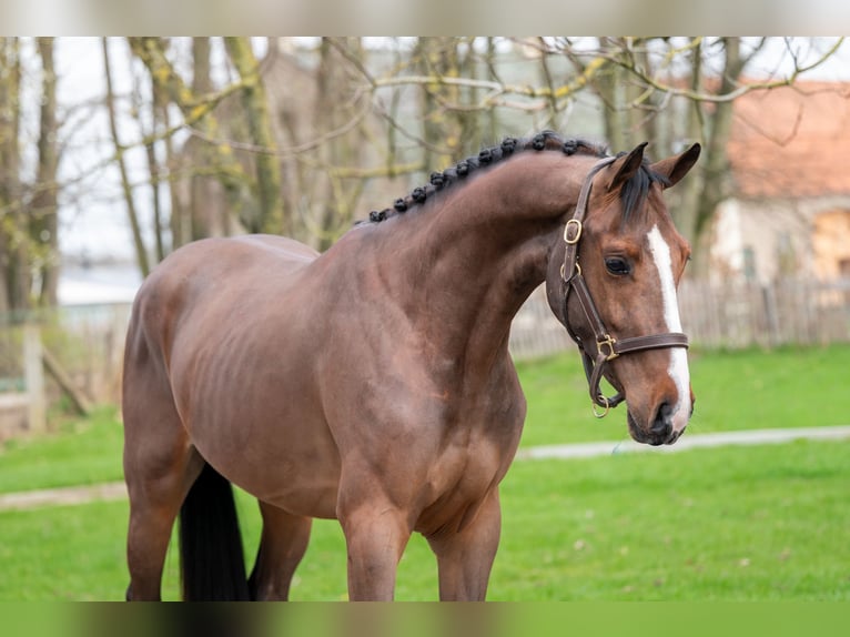 Belgijski koń gorącokrwisty Ogier 3 lat 168 cm  in GROTE-BROGEL