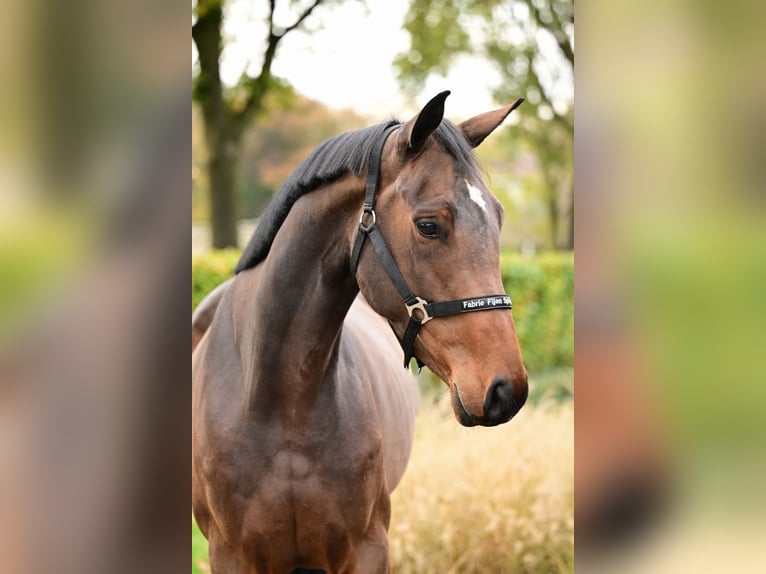 Belgijski koń gorącokrwisty Ogier 3 lat 169 cm Ciemnogniada in Bladel