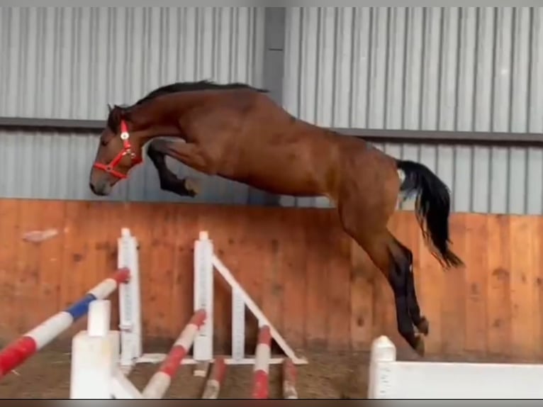 Belgijski koń gorącokrwisty Ogier 3 lat 169 cm Gniada in Békéscsaba