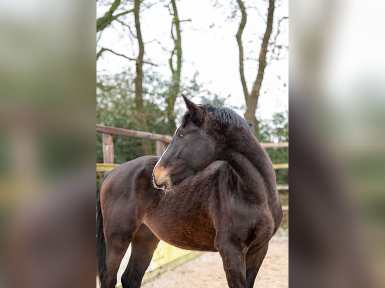 Belgijski koń gorącokrwisty Ogier 3 lat 170 cm Ciemnogniada in Bocholt