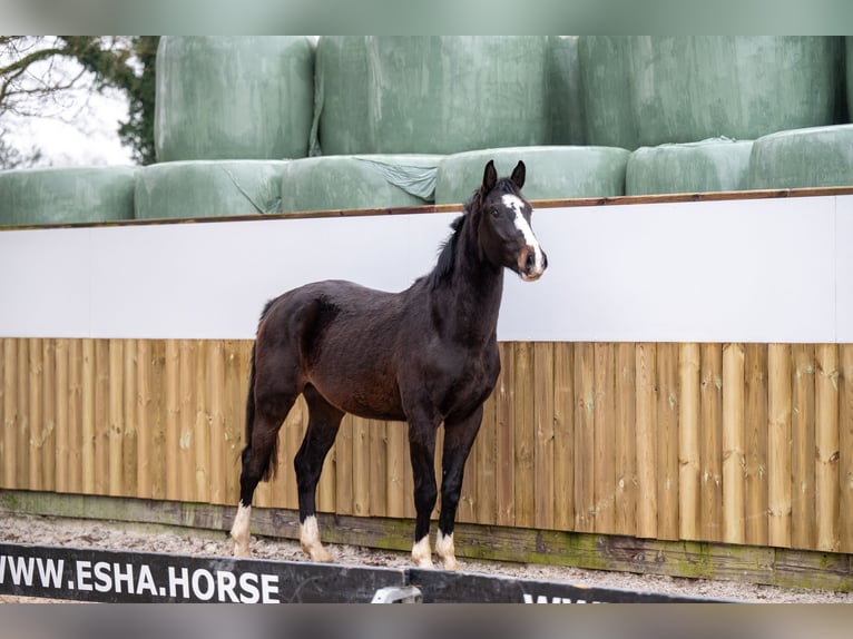 Belgijski koń gorącokrwisty Ogier 3 lat 170 cm Ciemnogniada in Bocholt