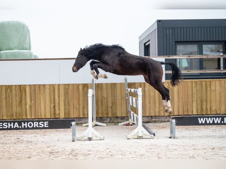 Belgijski koń gorącokrwisty Ogier 3 lat 170 cm Ciemnogniada in Bocholt