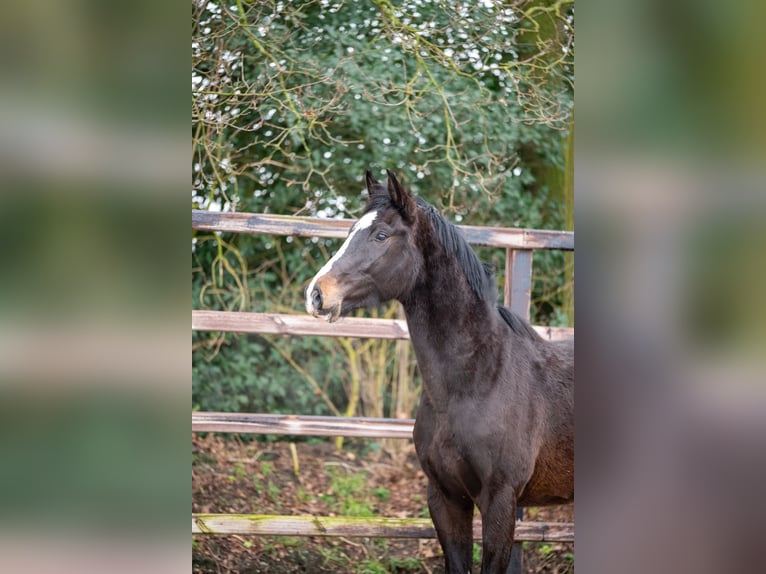 Belgijski koń gorącokrwisty Ogier 3 lat 170 cm Ciemnogniada in Bocholt