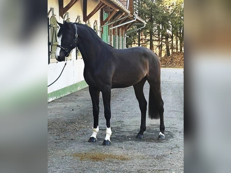 Belgijski koń gorącokrwisty Ogier 3 lat 170 cm Ciemnogniada in Halbenrain