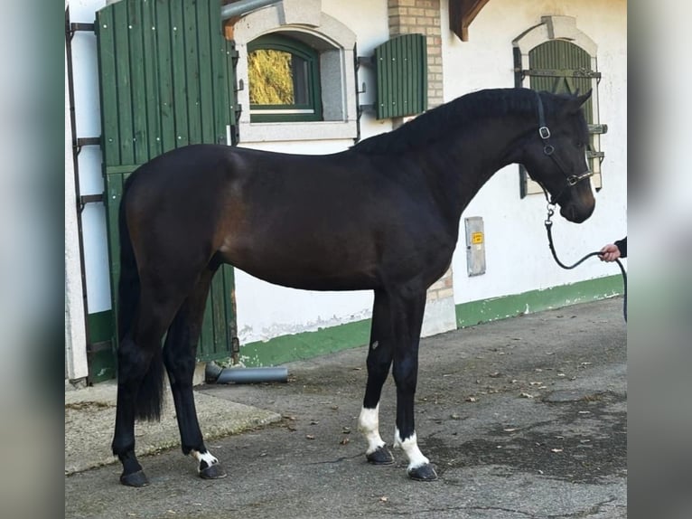 Belgijski koń gorącokrwisty Ogier 3 lat 170 cm Ciemnogniada in Halbenrain