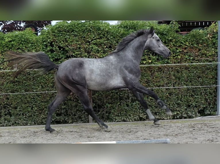 Belgijski koń gorącokrwisty Ogier 4 lat 164 cm Siwa in Oosterzele