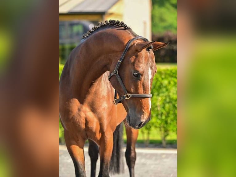 Belgijski koń gorącokrwisty Ogier 4 lat 167 cm Gniada in Bladel