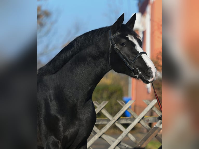 Belgijski koń gorącokrwisty Ogier 4 lat 169 cm Kara in Gyula