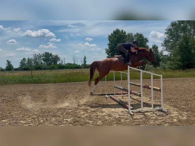 Belgijski koń gorącokrwisty Ogier 4 lat 169 cm Kasztanowata in Hódmezővásárhely