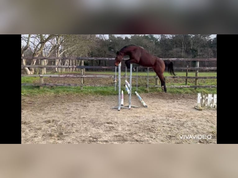 Belgijski koń gorącokrwisty Ogier 4 lat 171 cm Gniada in Neerglabbeek