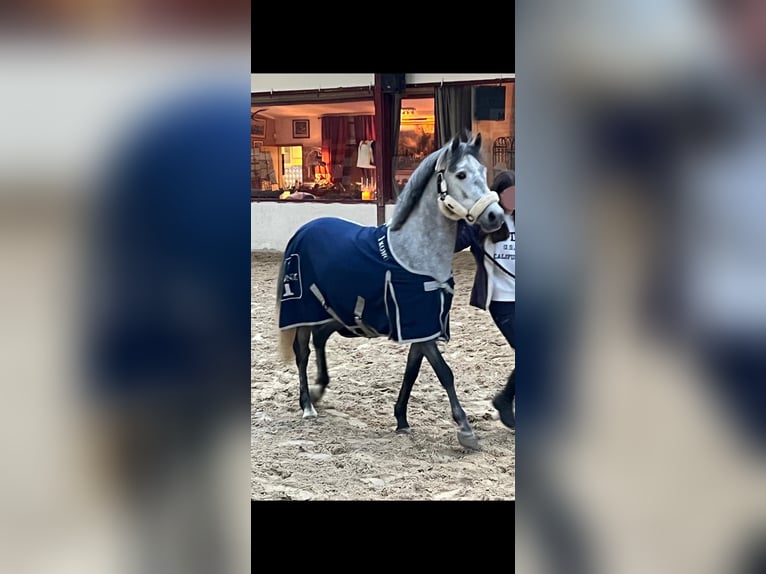 Belgijski koń gorącokrwisty Ogier 5 lat 142 cm Siwa jabłkowita in hannut