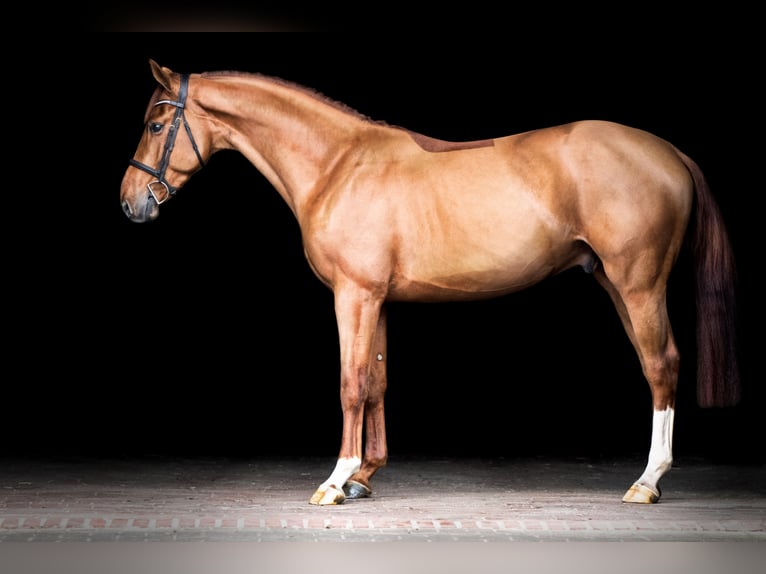 Belgijski koń gorącokrwisty Ogier 5 lat 164 cm Kasztanowata in Holdorf