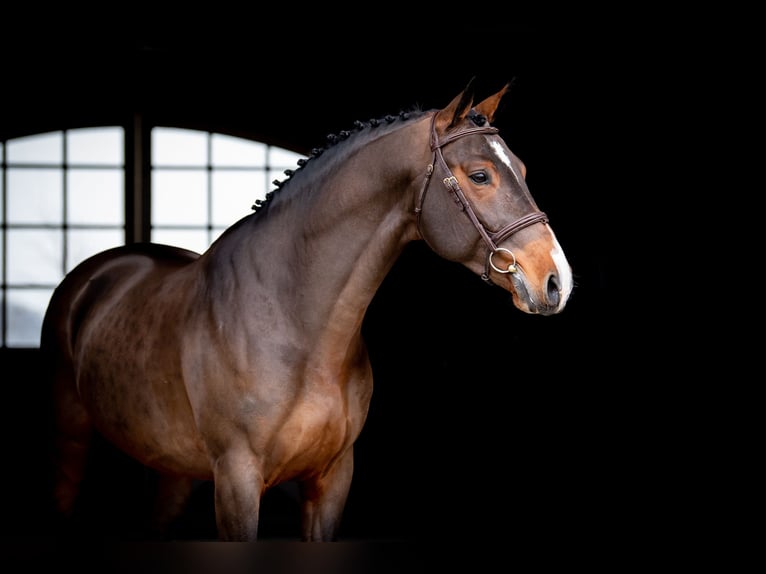 Belgijski koń gorącokrwisty Ogier Gniada in Dobrcz
