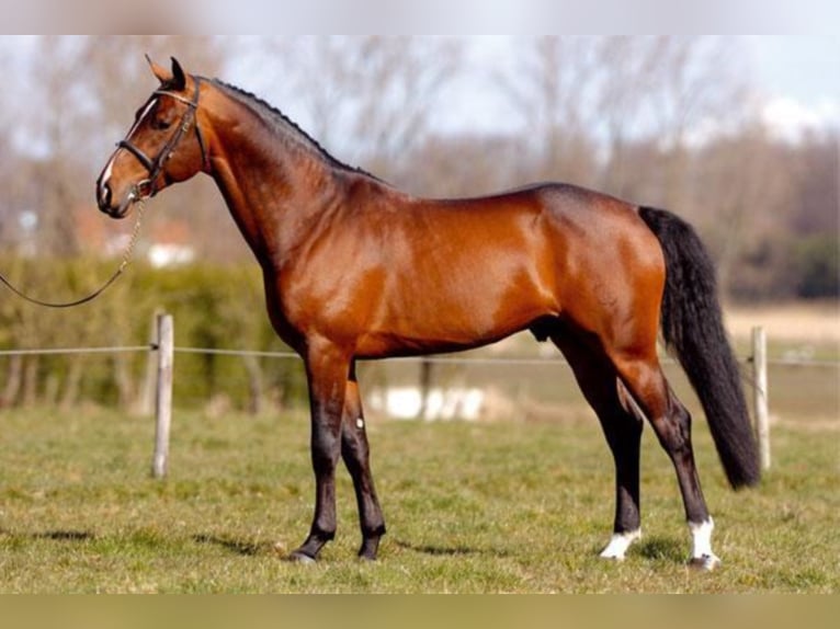 Belgijski koń gorącokrwisty Ogier Gniada in Lastrup