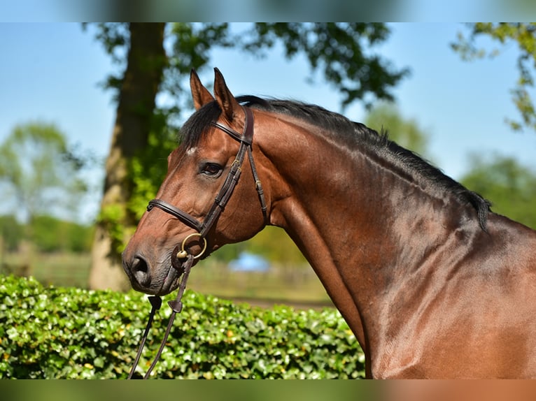 Belgijski koń gorącokrwisty Ogier Gniada in Lemwerder