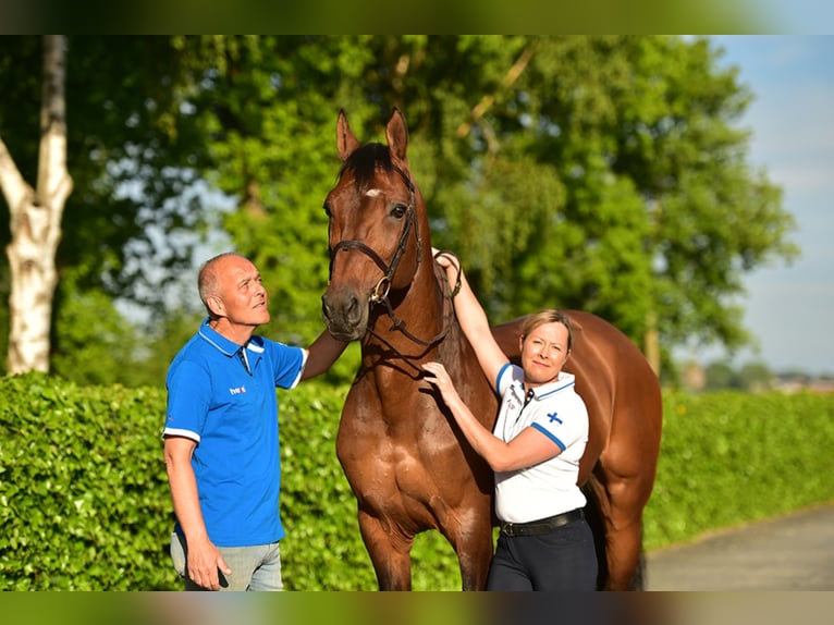 Belgijski koń gorącokrwisty Ogier Gniada in Lemwerder