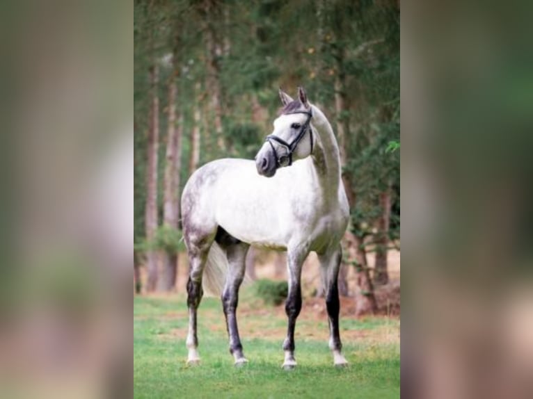 Belgijski koń gorącokrwisty Ogier Siwa in Celle