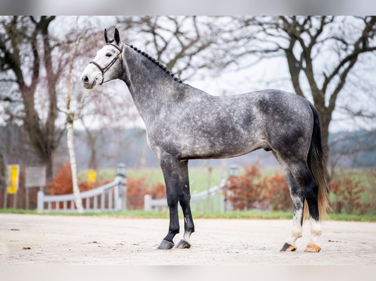 Belgijski koń gorącokrwisty Ogier Siwa in Marcelewo