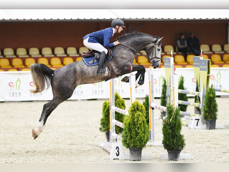 Belgijski koń gorącokrwisty Ogier Siwa in Marcelewo