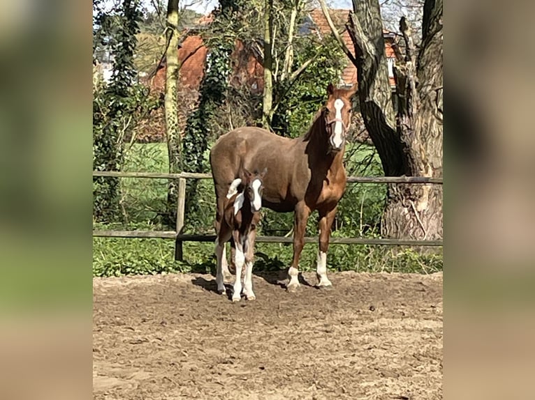 Belgijski koń gorącokrwisty Mix Ogier Źrebak (03/2026) 155 cm Srokata in Wechelderzande