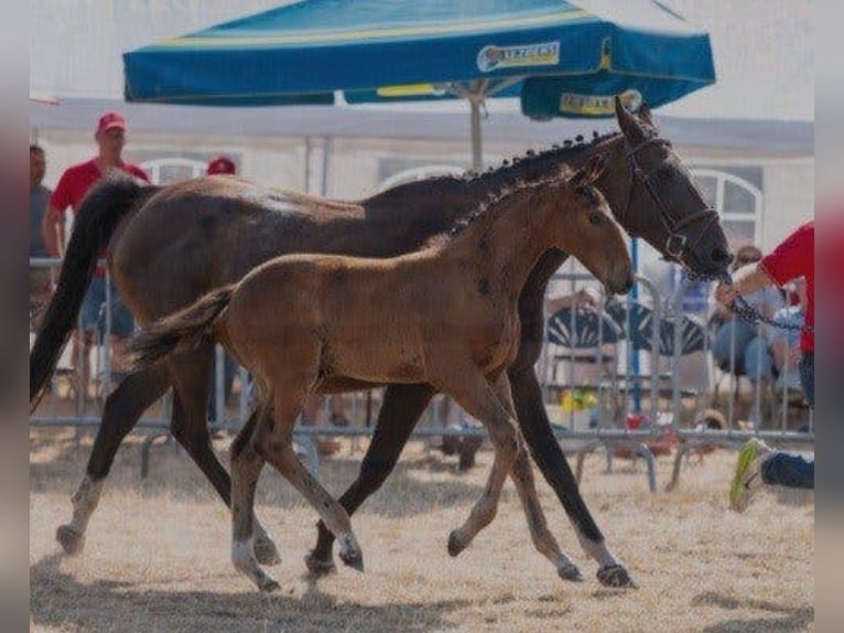 Belgijski koń gorącokrwisty Ogier Źrebak (05/2026) 168 cm Gniada in Herenthout