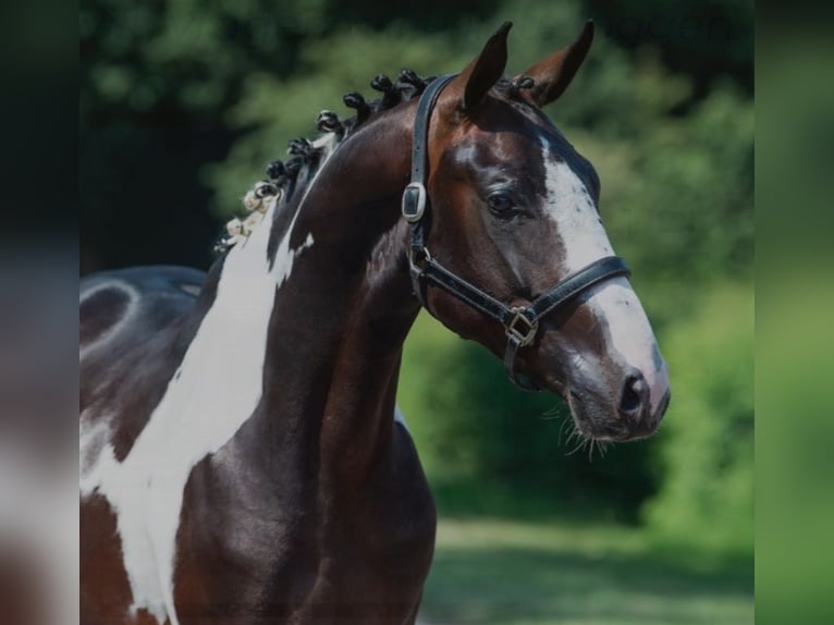 Belgijski koń gorącokrwisty Ogier Źrebak (05/2026) 168 cm Gniada in Herenthout