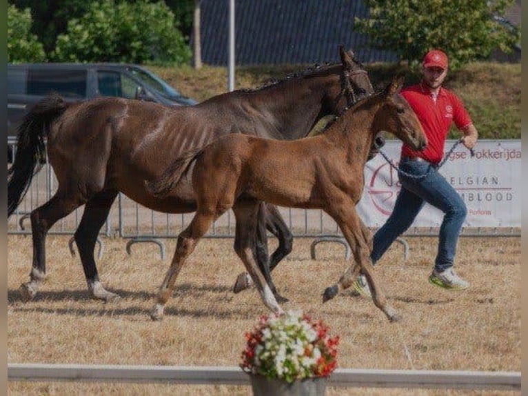 Belgijski koń gorącokrwisty Ogier Źrebak (05/2026) 168 cm Gniada in Herenthout