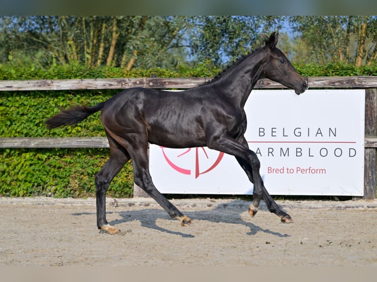 Belgijski koń gorącokrwisty Ogier Źrebak (03/2024) Ciemnogniada in Oud-Heverlee