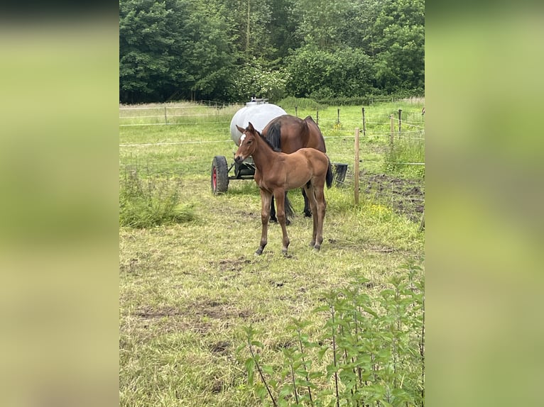 Belgijski koń gorącokrwisty Ogier Źrebak (04/2024) Ciemnogniada in Ressegem