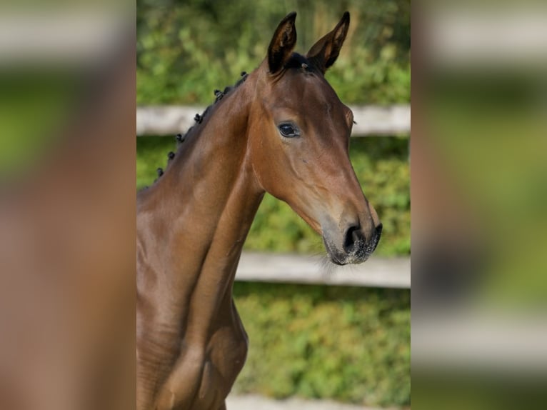 Belgijski koń gorącokrwisty Ogier Źrebak (04/2024) Gniada in Vrasene