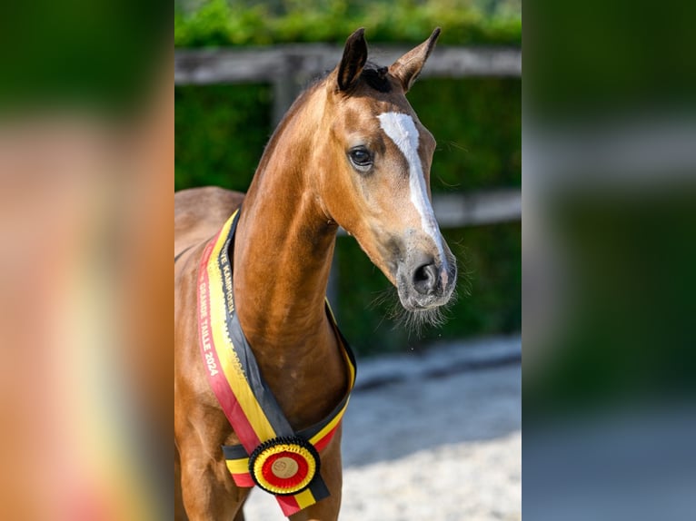 Belgijski koń gorącokrwisty Ogier Źrebak (05/2024) Jelenia in Oud-Heverlee