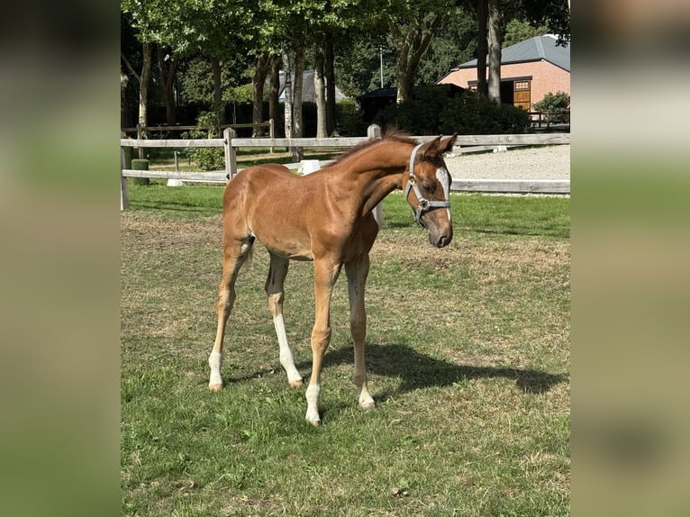 Belgijski koń gorącokrwisty Ogier Źrebak (06/2025) Kasztanowata in Gestel Berlaar