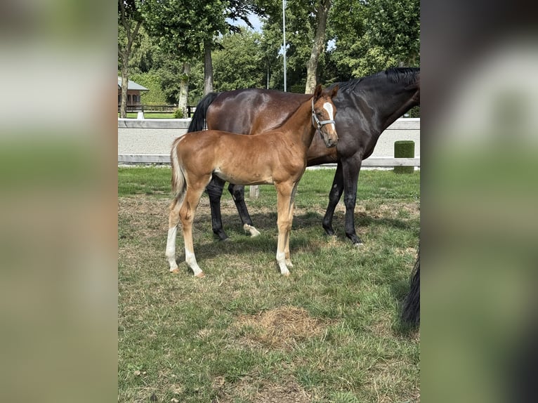 Belgijski koń gorącokrwisty Ogier Źrebak (06/2025) Kasztanowata in Gestel Berlaar