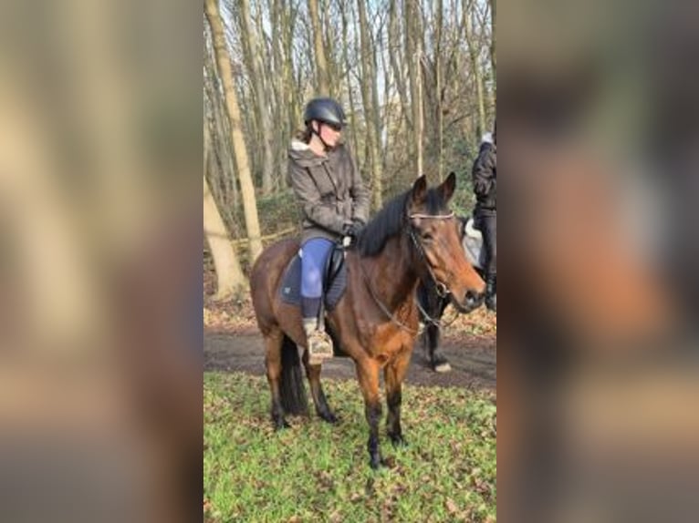 Belgijski koń gorącokrwisty Wałach 10 lat 163 cm Gniada in Rotterdam