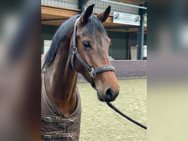 Belgijski koń gorącokrwisty Wałach 10 lat 163 cm Gniada in Rotterdam