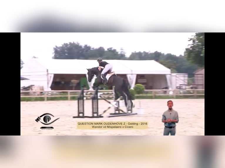 Belgijski koń gorącokrwisty Wałach 10 lat 172 cm Kara in Brugge