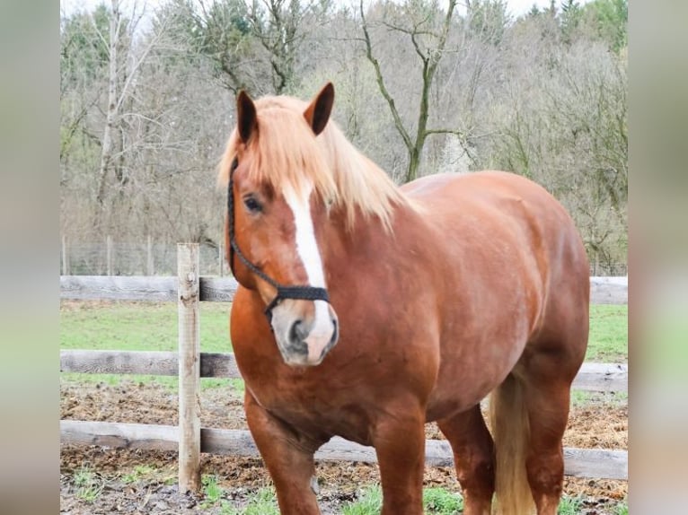 Belgijski koń gorącokrwisty Wałach 10 lat 173 cm Ciemnokasztanowata in Howell