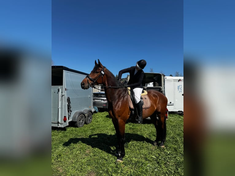 Belgijski koń gorącokrwisty Wałach 10 lat 175 cm Gniada in Schalunen