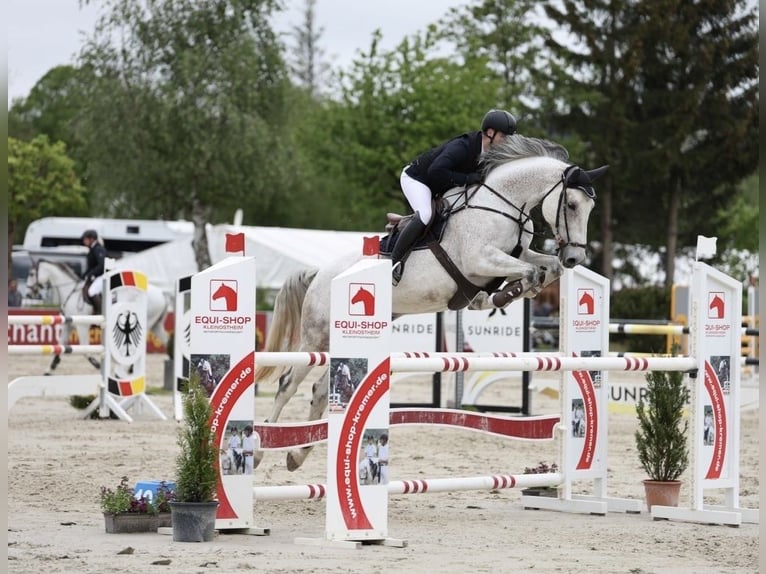 Belgijski koń gorącokrwisty Wałach 10 lat 175 cm Siwa in Ingolstadt