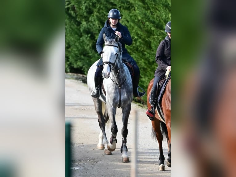 Belgijski koń gorącokrwisty Wałach 10 lat 178 cm Siwa in GORNAZO