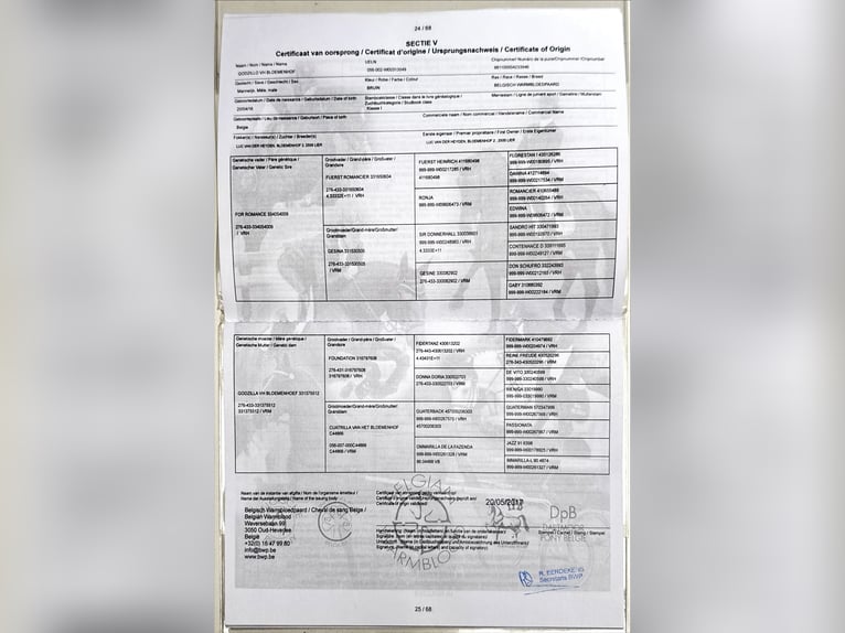 Belgijski koń gorącokrwisty Wałach 10 lat 180 cm Gniada in Oud Gastel