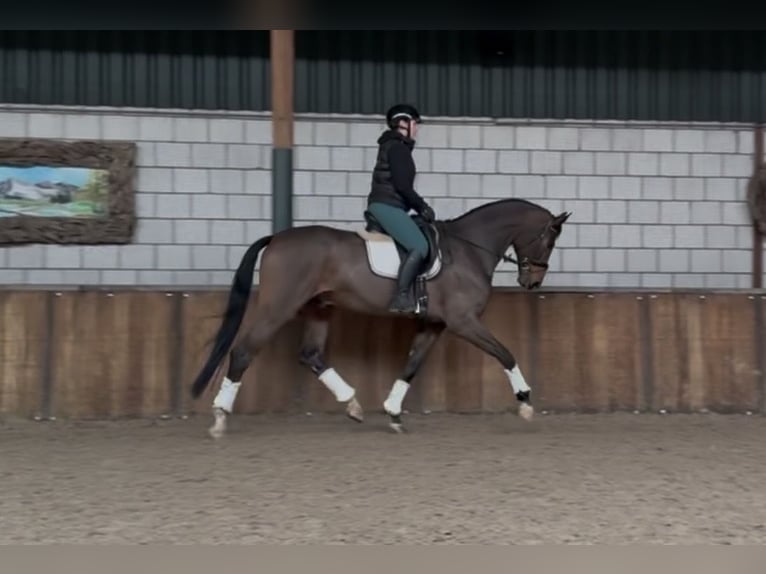 Belgijski koń gorącokrwisty Wałach 10 lat 180 cm Gniada in Oud Gastel