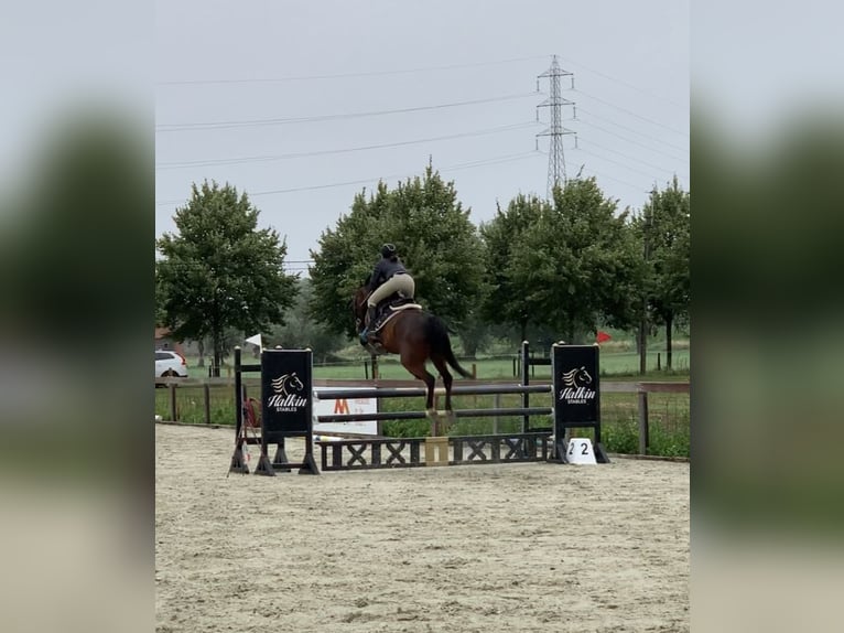 Belgijski koń gorącokrwisty Wałach 11 lat 162 cm Ciemnogniada in Sleidinge