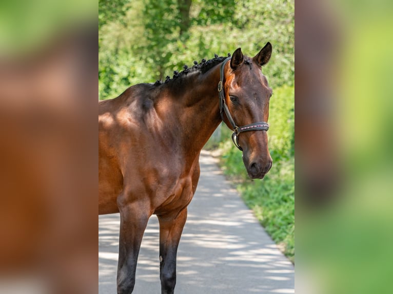 Belgijski koń gorącokrwisty Mix Wałach 11 lat 162 cm Gniada in Kaldenkirchen