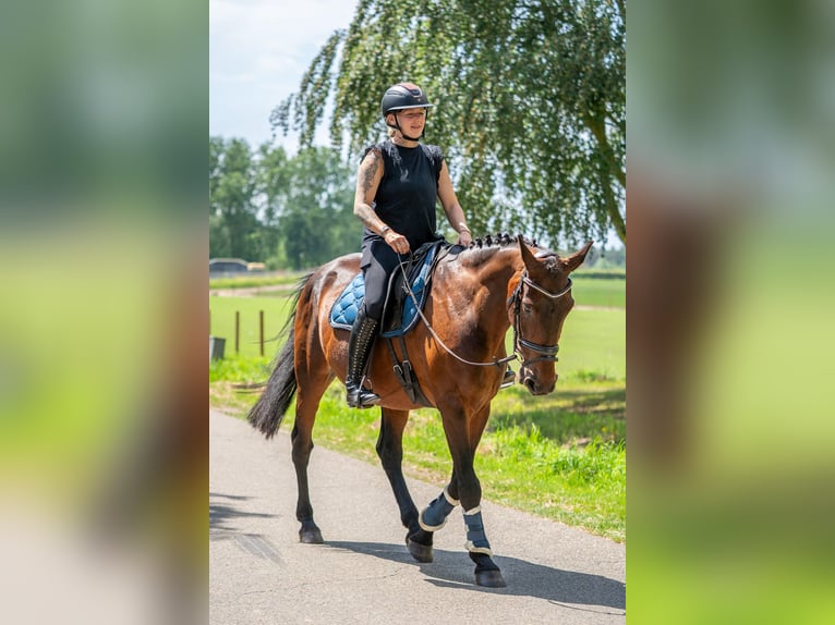 Belgijski koń gorącokrwisty Mix Wałach 11 lat 162 cm Gniada in Kaldenkirchen