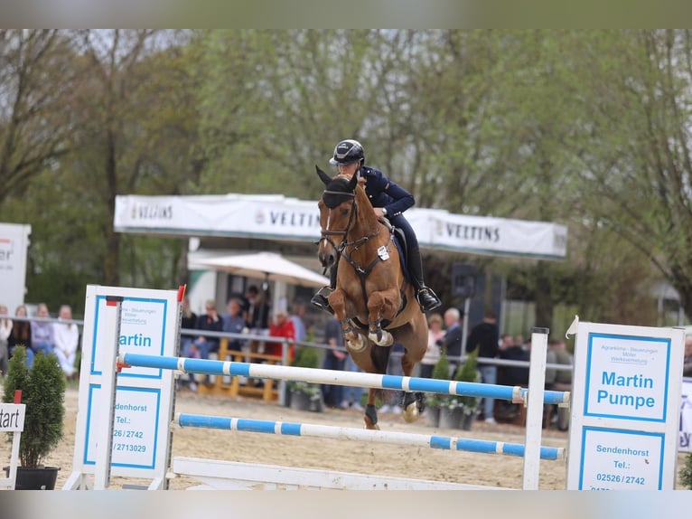 Belgijski koń gorącokrwisty Wałach 11 lat 164 cm Kasztanowata in Warendorf