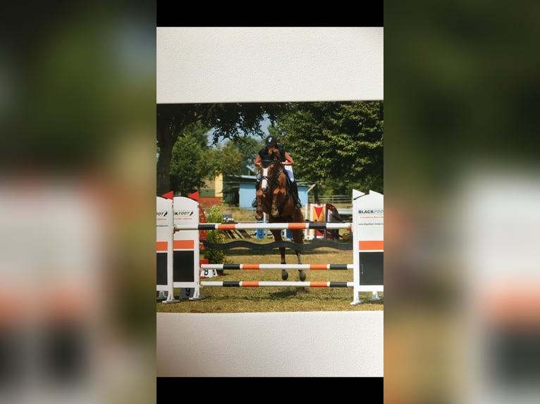 Belgijski koń gorącokrwisty Wałach 11 lat 168 cm Kasztanowata in Heiden