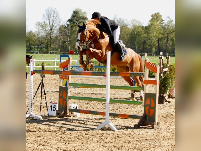 Belgijski koń gorącokrwisty Wałach 11 lat 168 cm Kasztanowata in Heiden